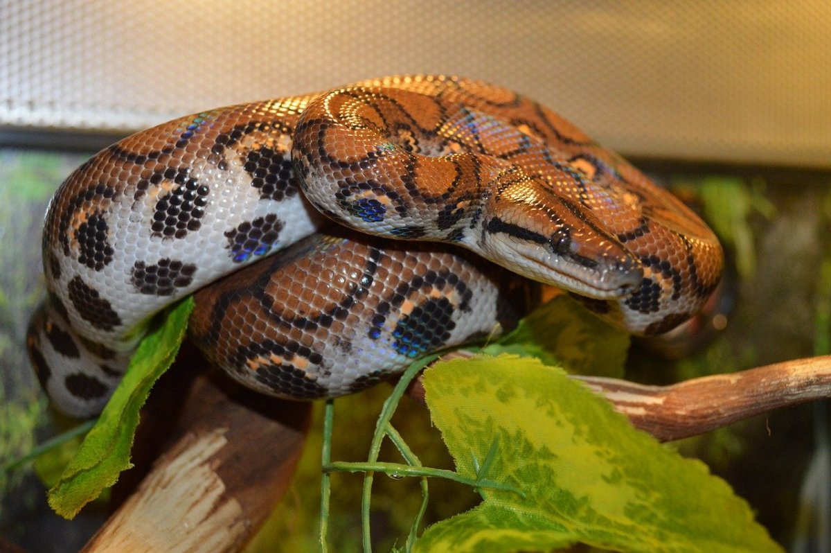 Удав обыкновенный boa Constrictor