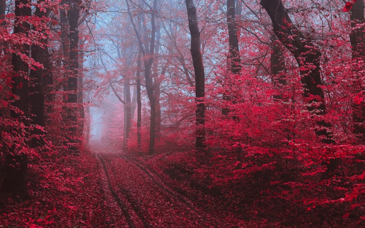 Красное дерево