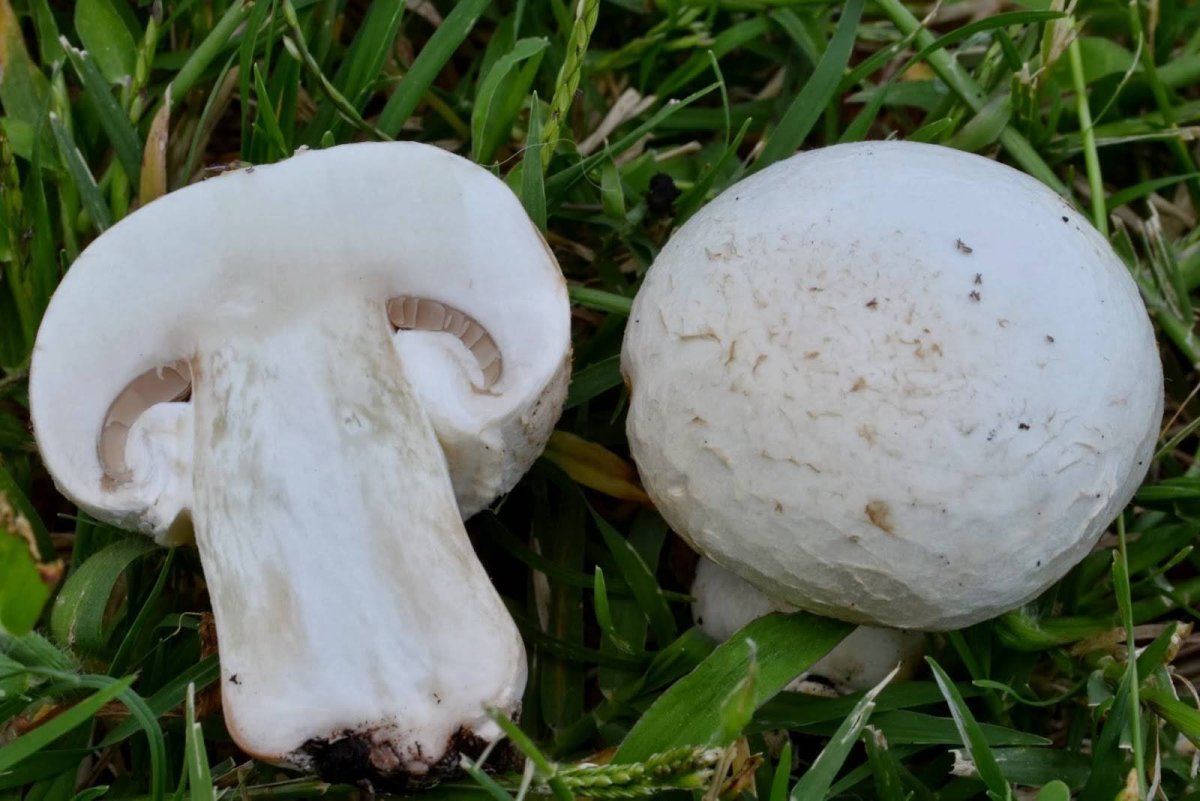 Шампиньон двуспоровый (Agaricus bisporus)
