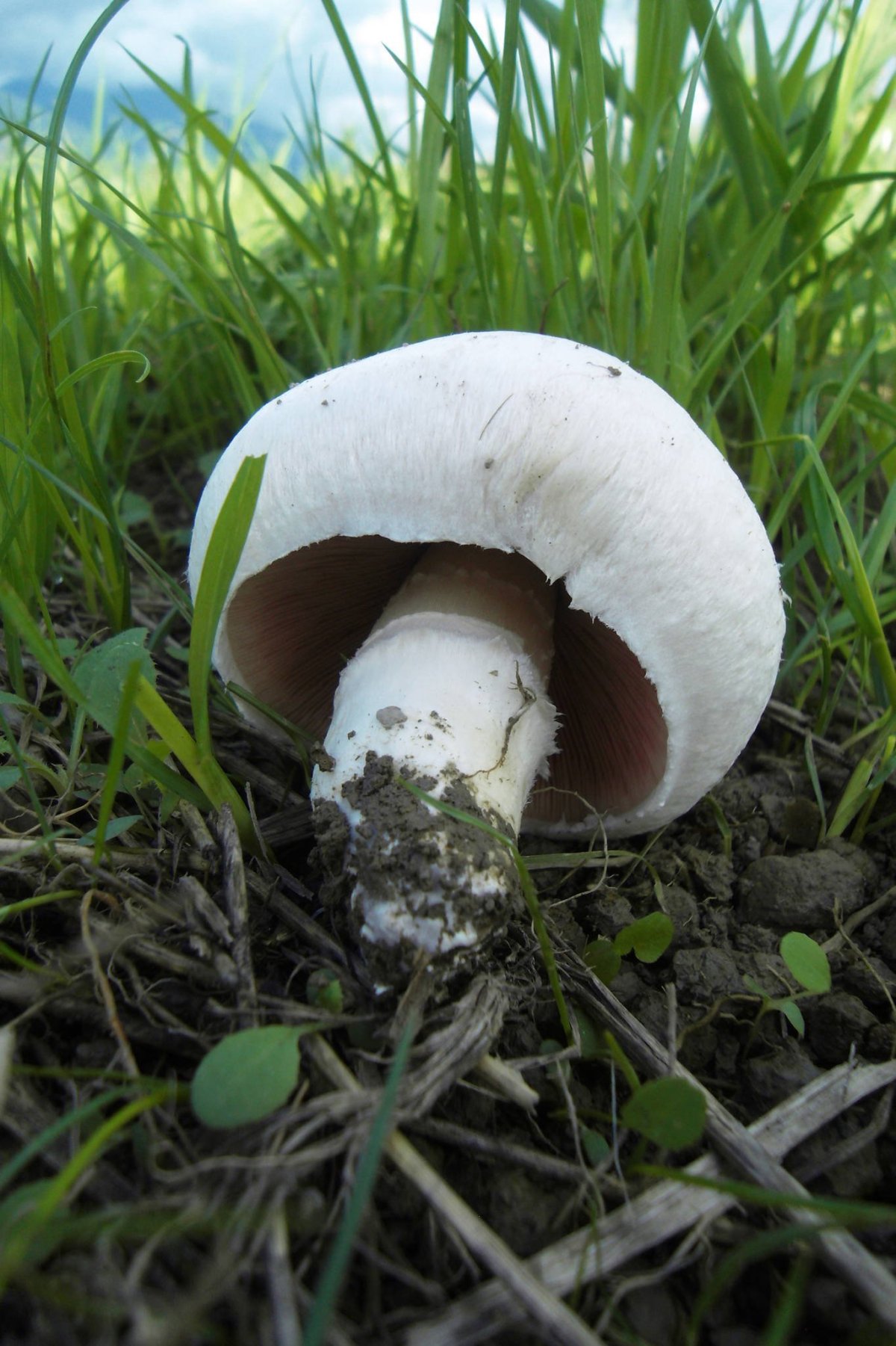 Шампиньон Луговой Agaricus Campestris