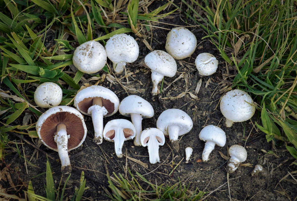 Обыкновенный шампиньон (Agaricus campester)