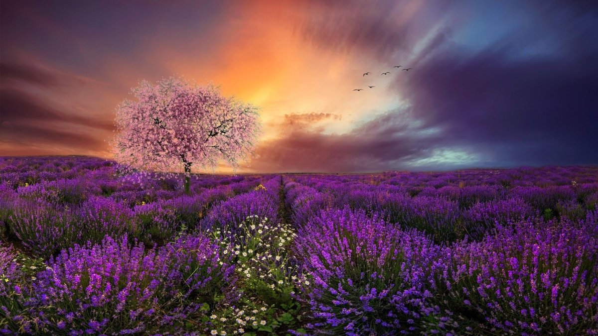 Фиолетовая природа