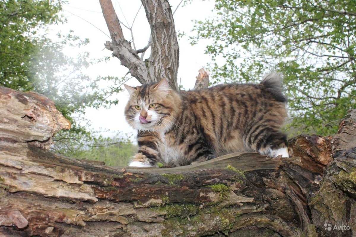 Дикий Курильский Лесной кот