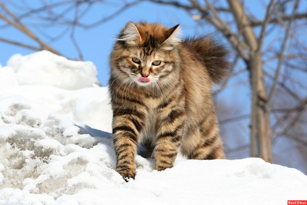 Курильский бобтейл дикий
