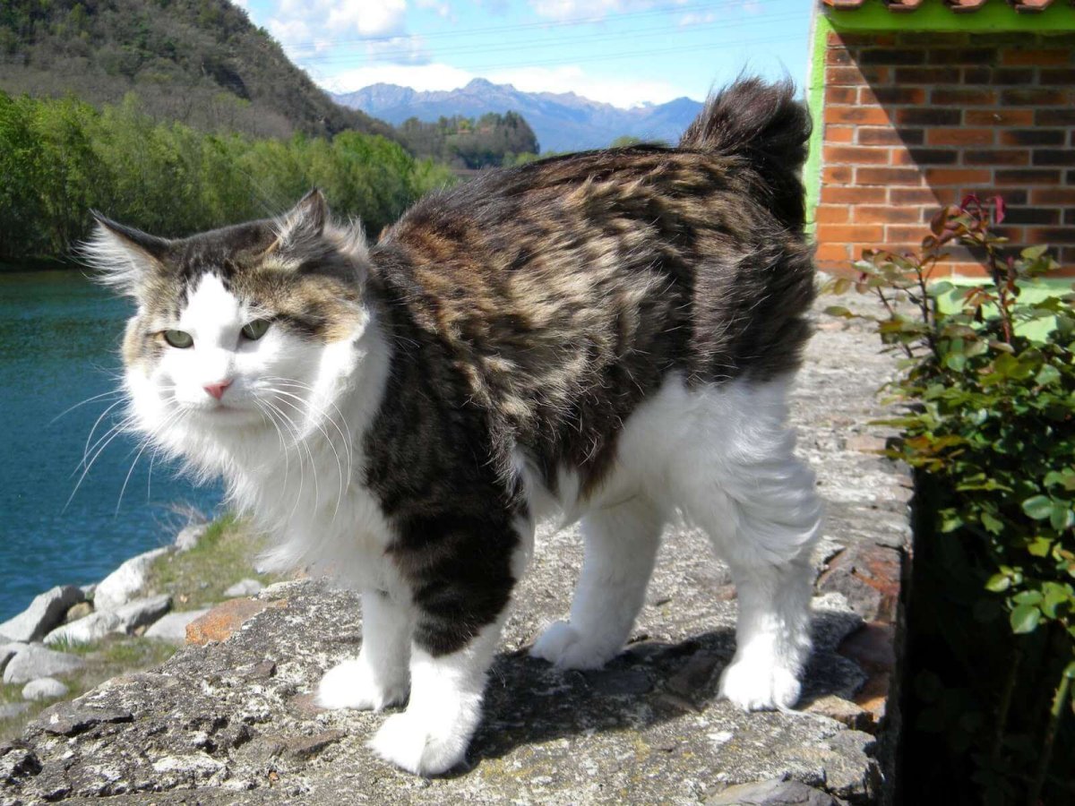 Kurilian Bobtail