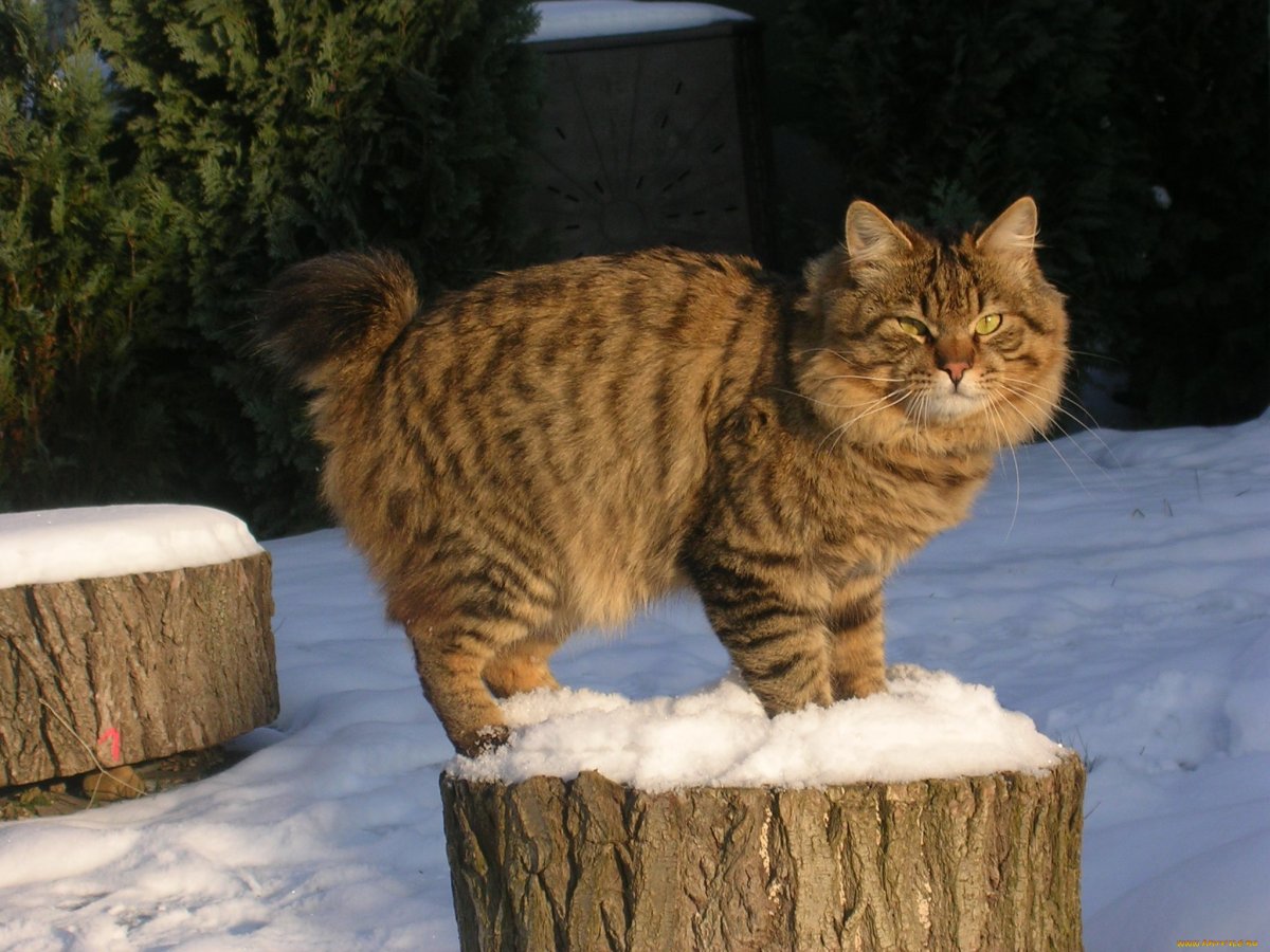 Курильский бобтейл дикий