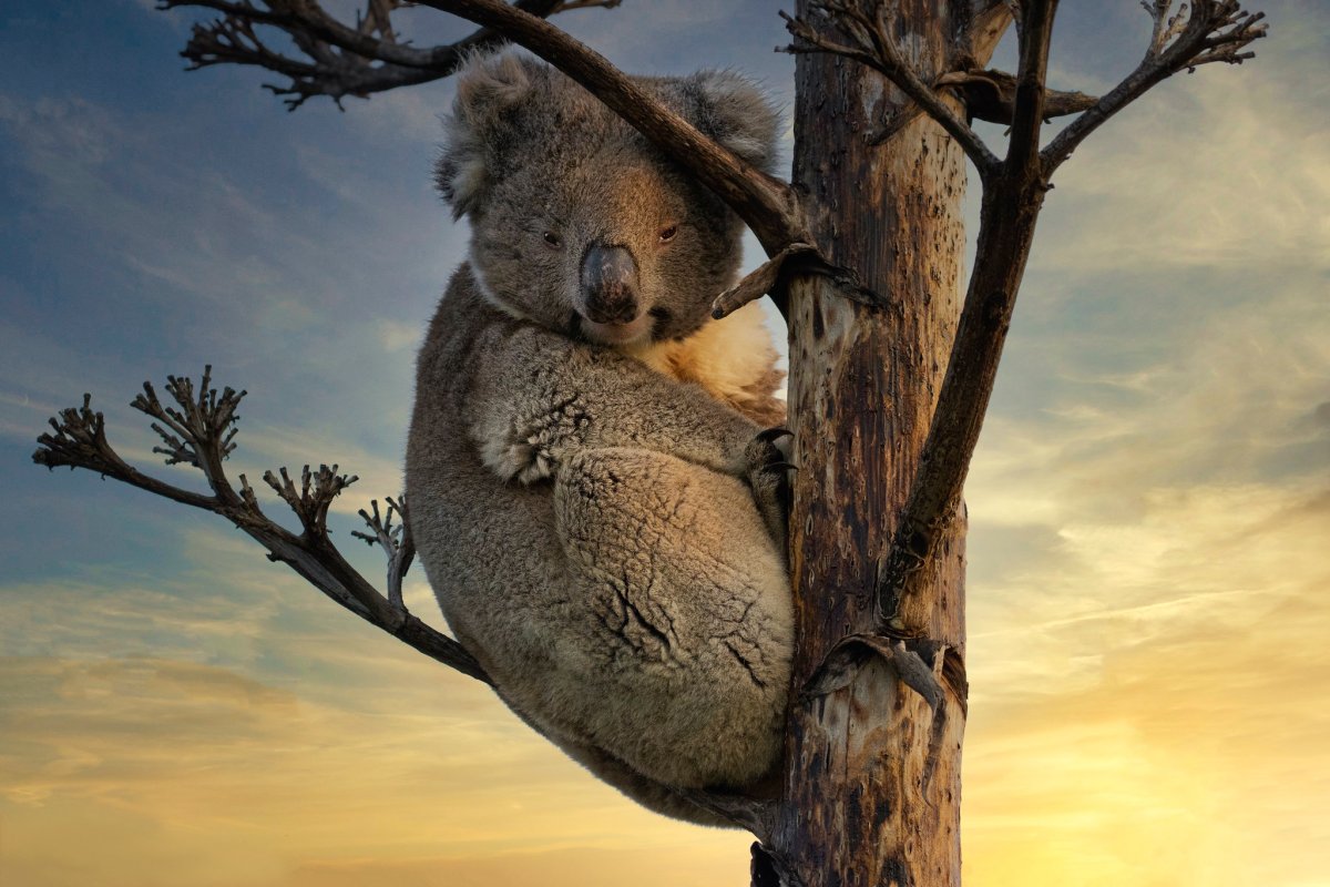 Коала на дереве, м, 88356b