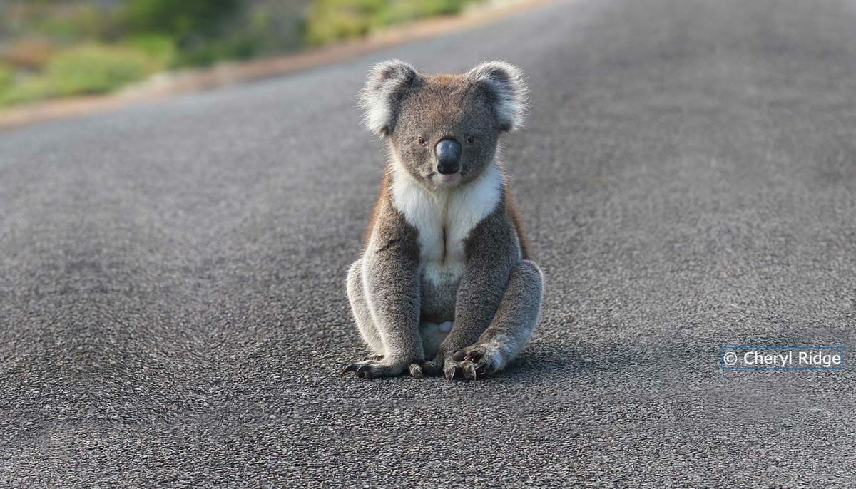 Коала бегает