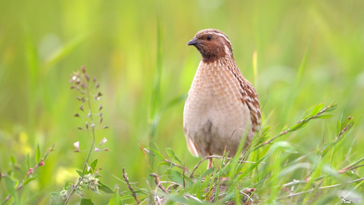 Перепел Coturnix Coturnix