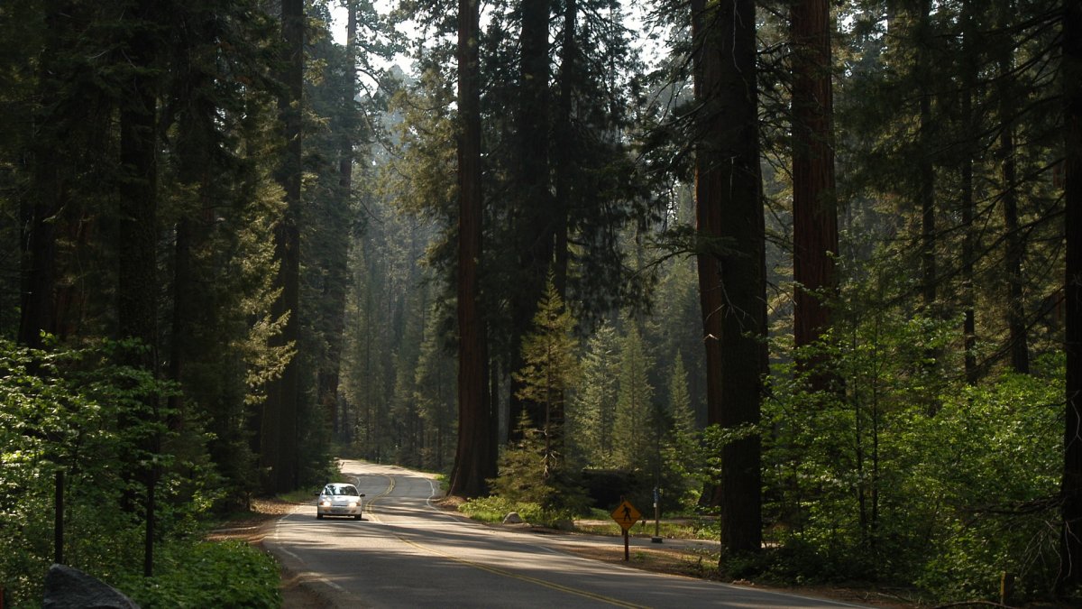 Лес Секвойя дорога Америка