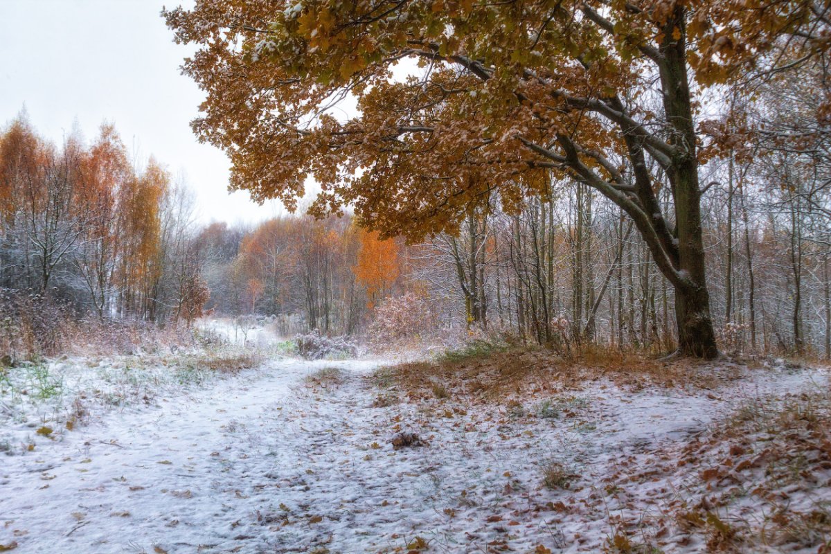 Снежная осень