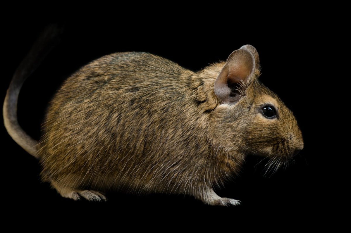 Дегу octodon degus
