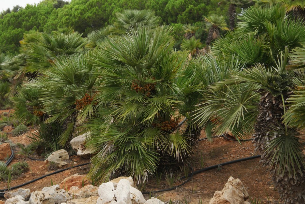 Карликовой пальмы (Chamaerops humilis).