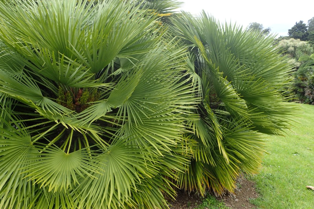 Хамеропс приземистый Chamaerops humilis