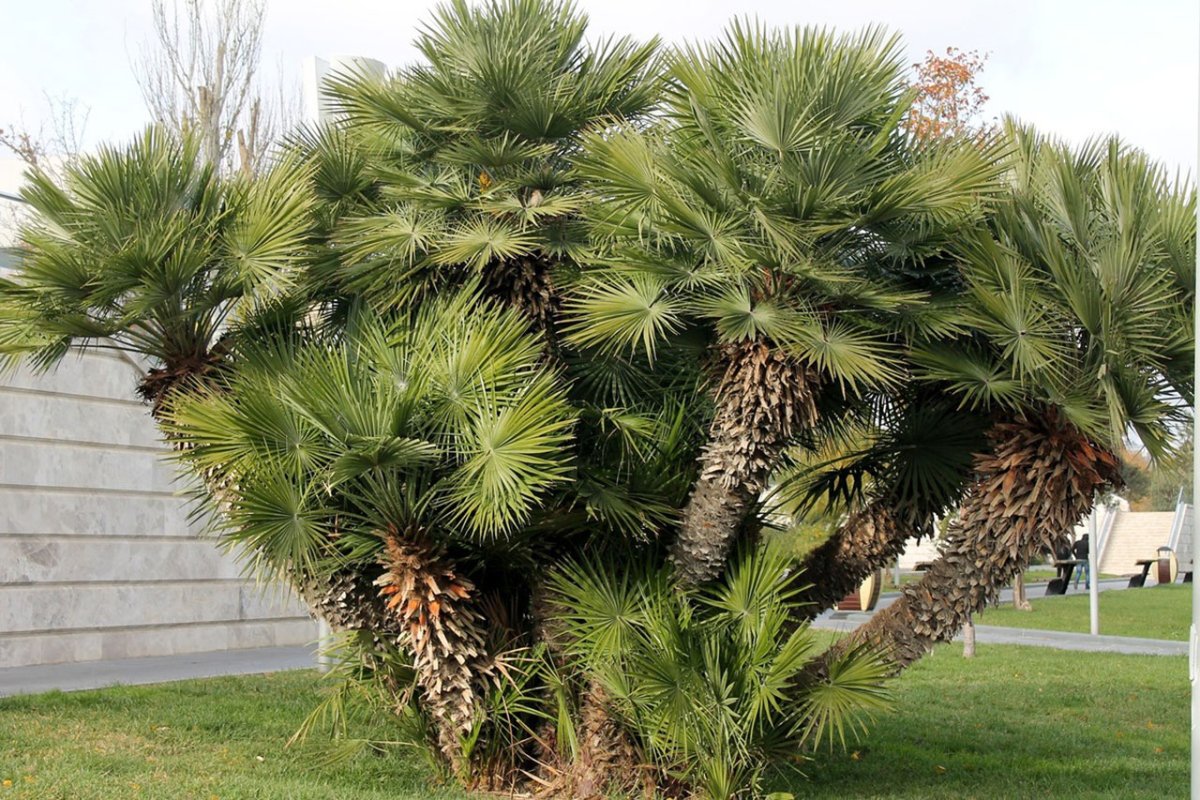 Хамеропс humilis