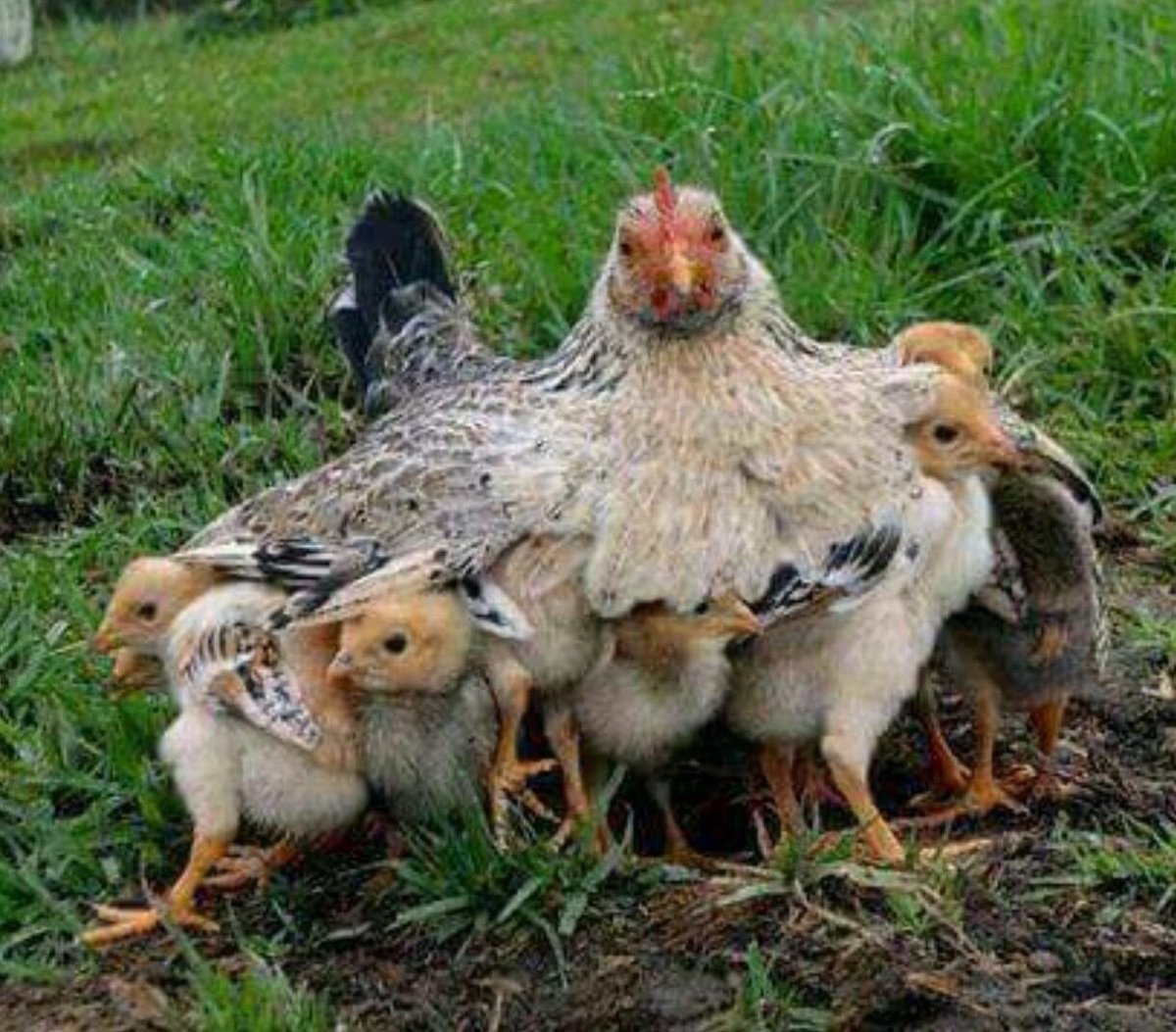 Курица с цыплятами