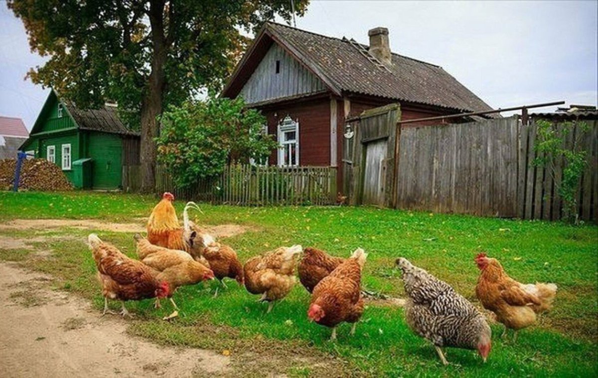 Куры в деревне