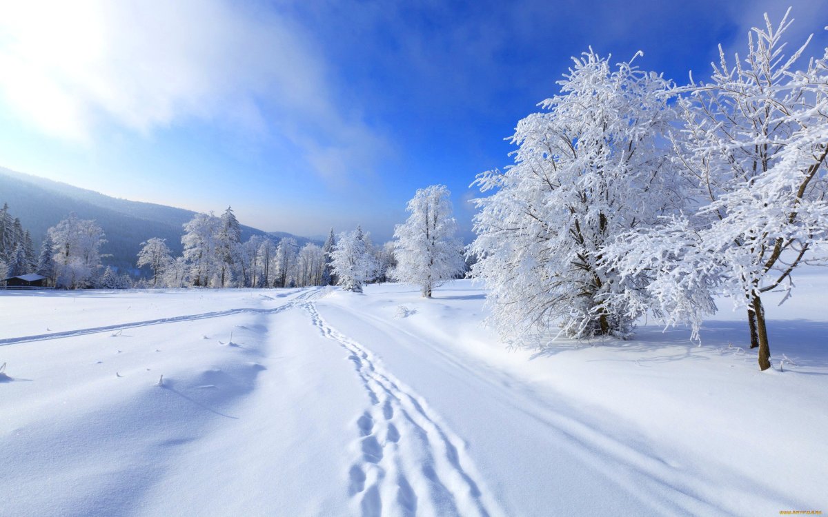 Winter Tree