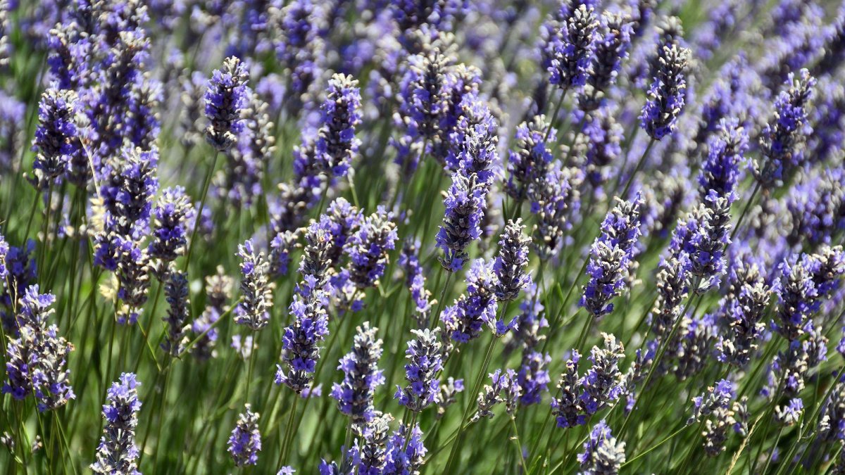 Lavandula Tiara