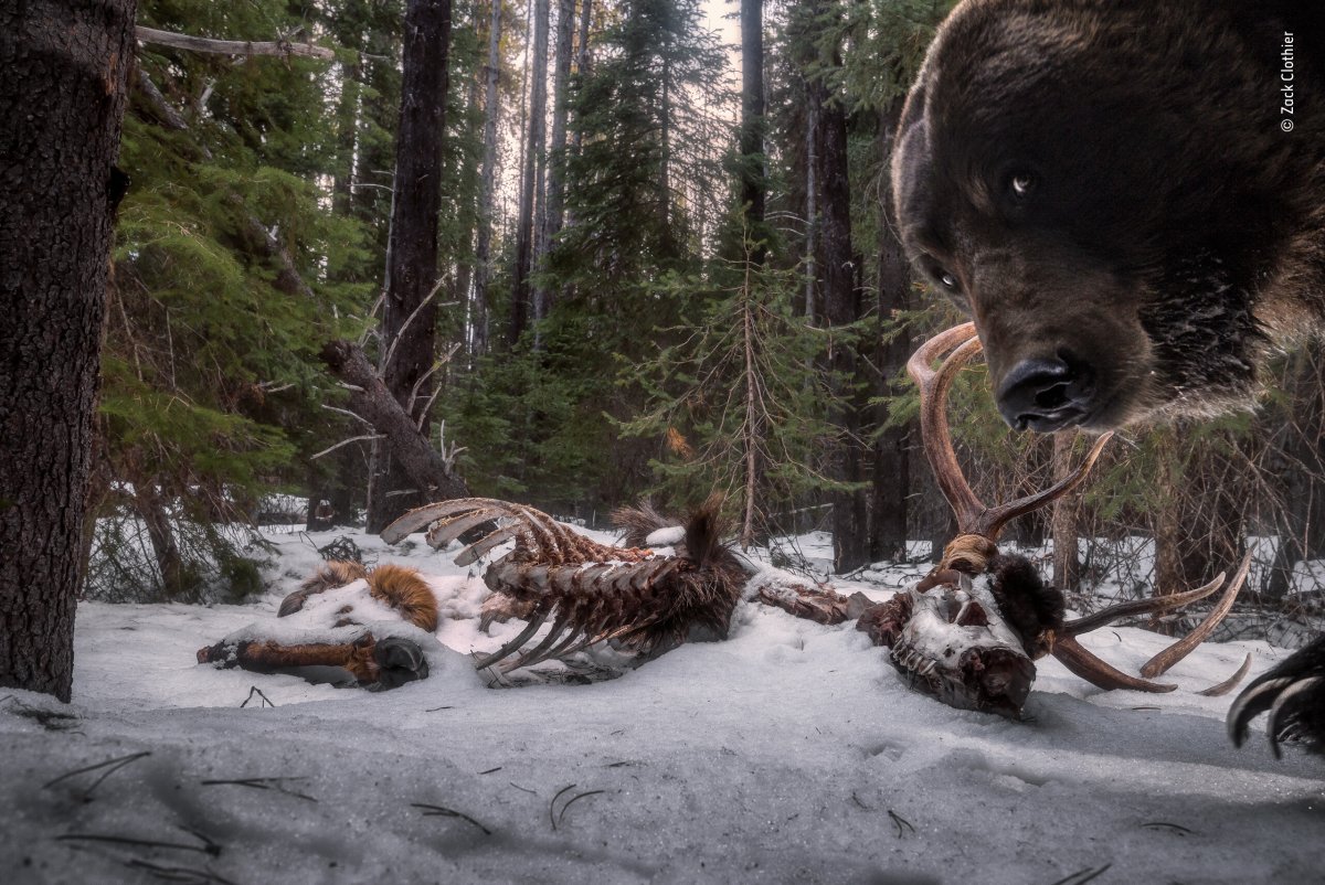 Конкурс Wildlife photographer of the year