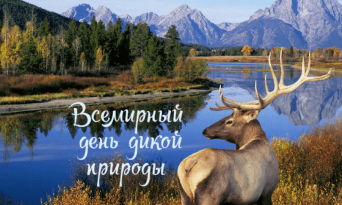 День дикой природы