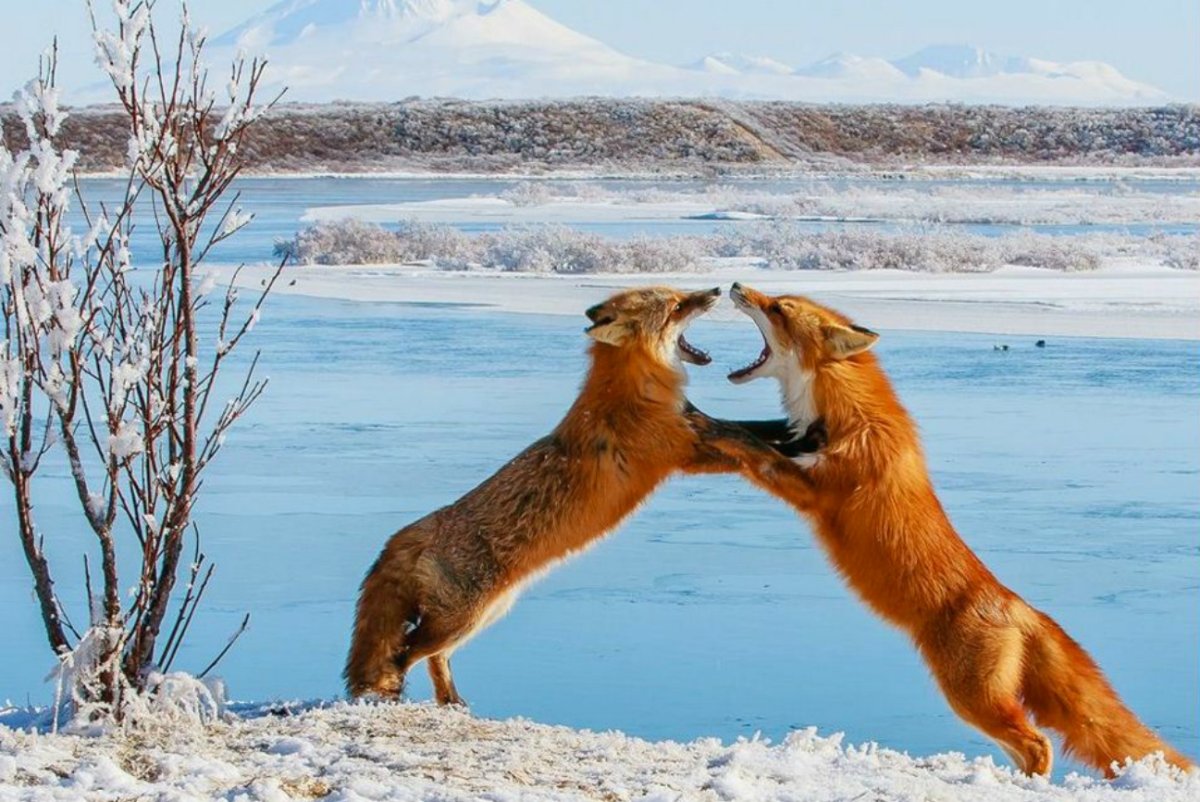Природа и животные Аляски