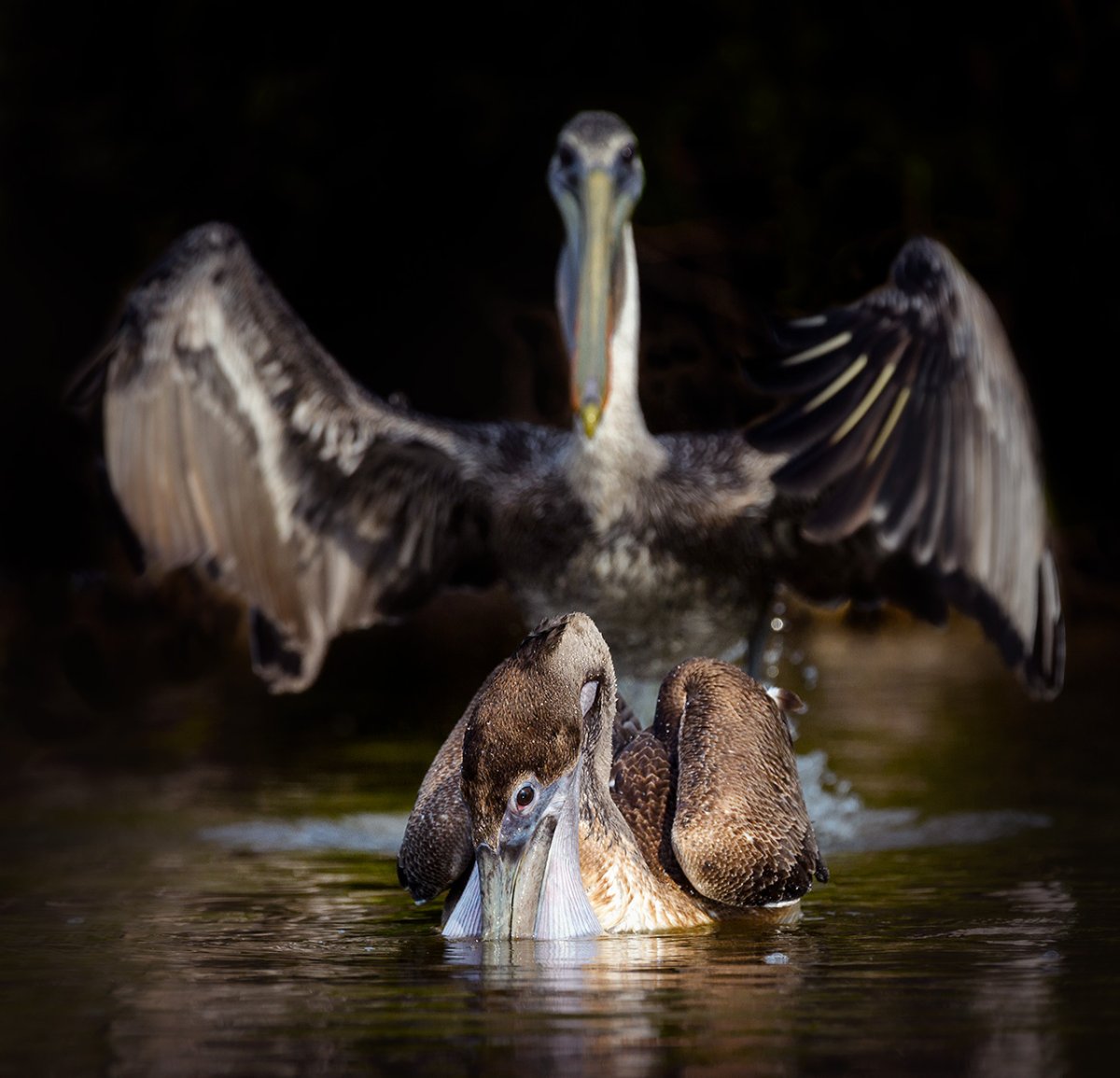 Премия comedy Wildlife Photography