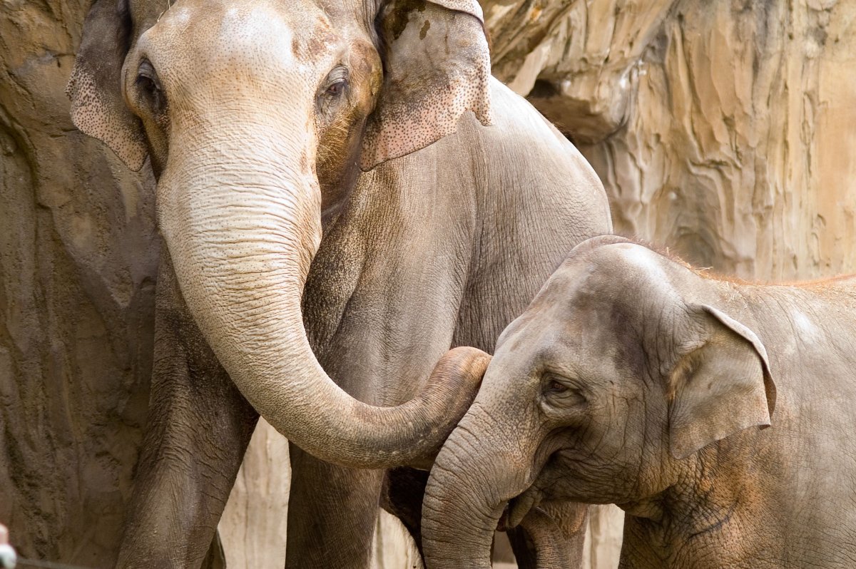 Wildlife Zoo мамонты