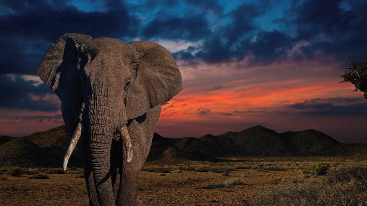 8 Elephants
