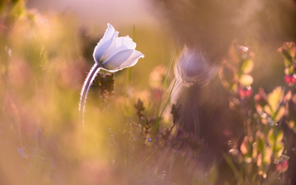 Нежность природа