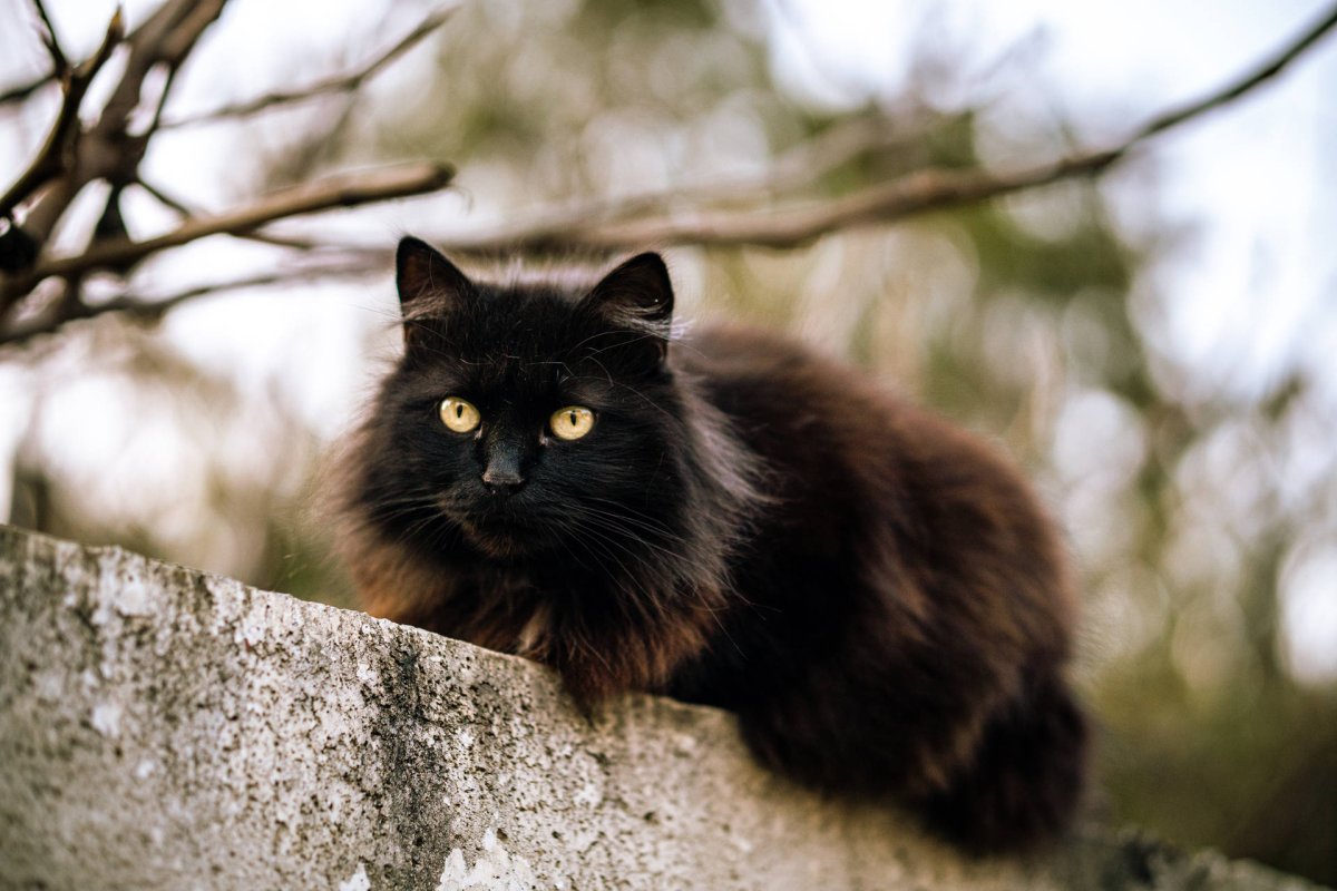 Кот ворчит