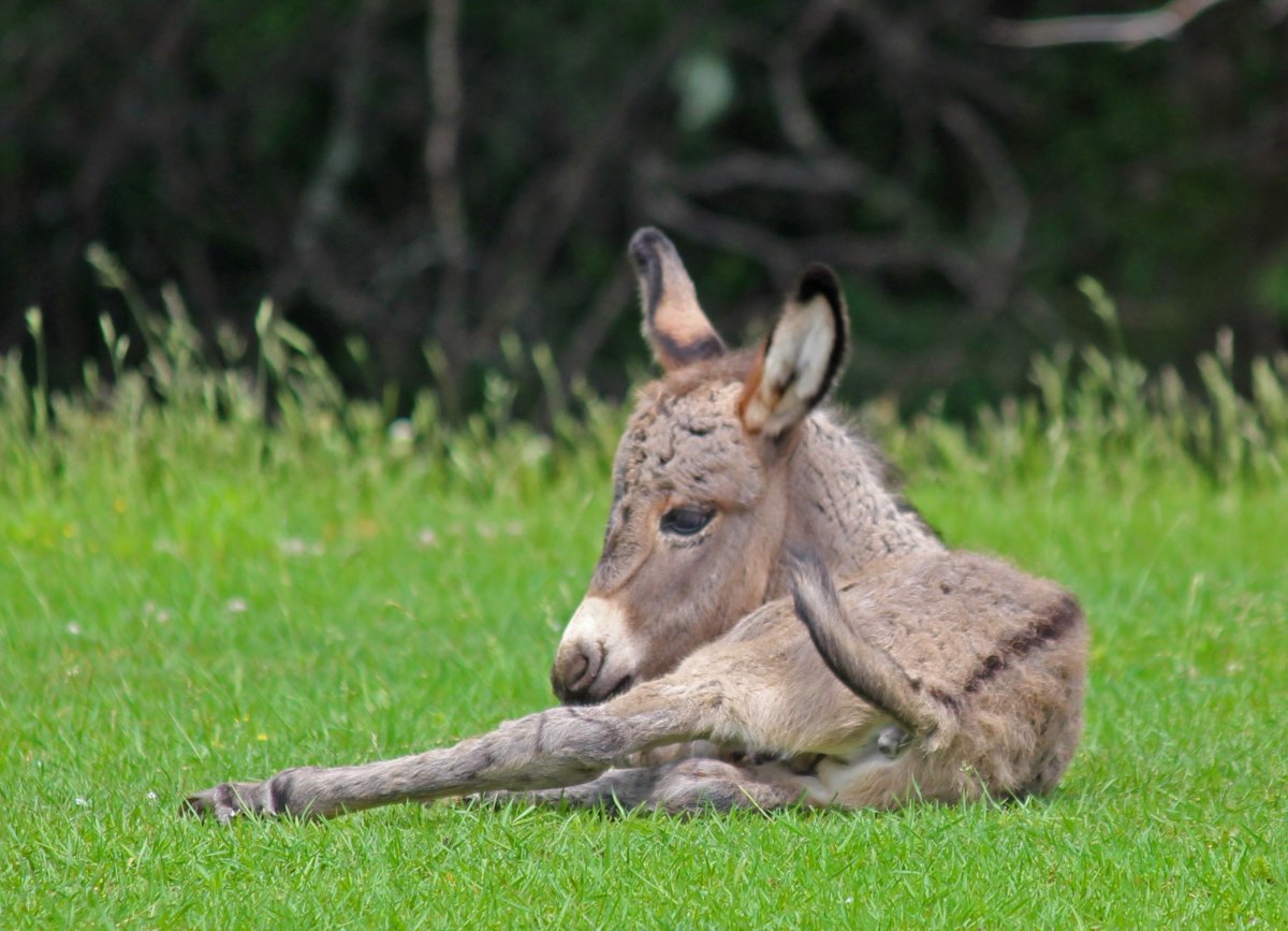 Donkey Baby TV