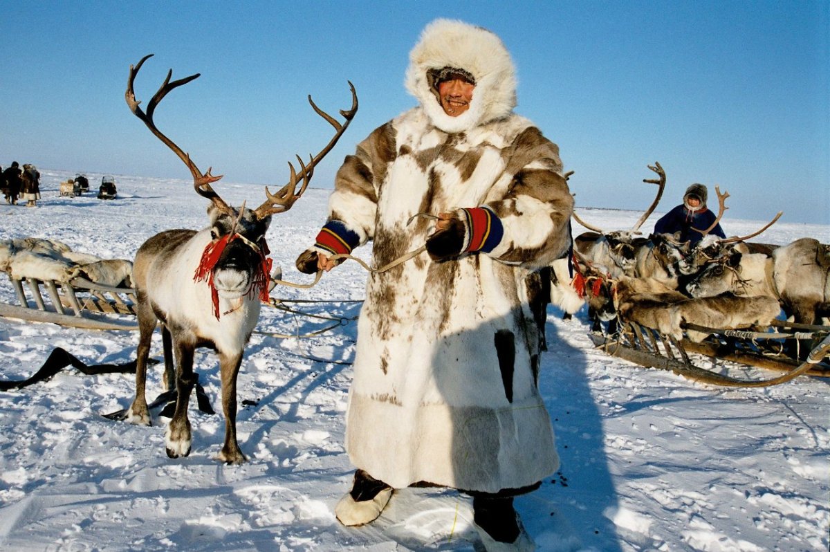 Собянин оленевод