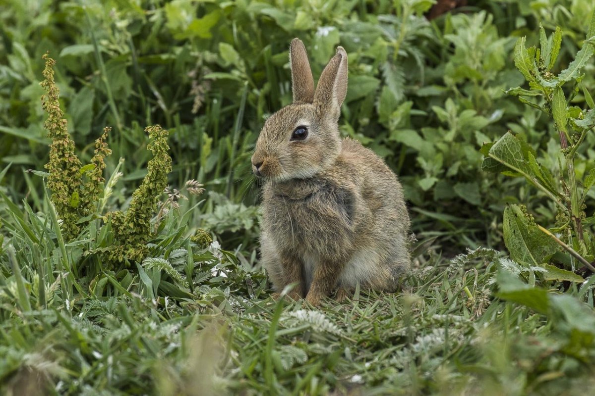 Дикий кролик Oryctolagus cuniculus