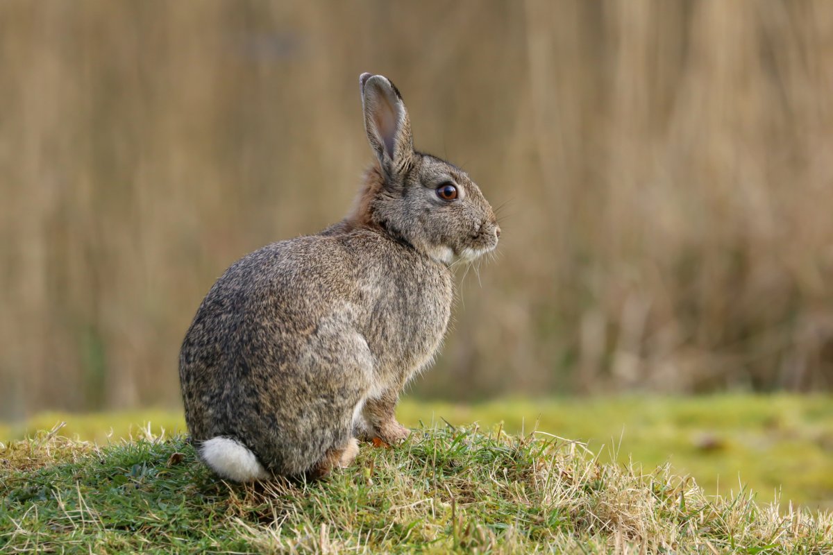 Дикий кролик Oryctolagus cuniculus