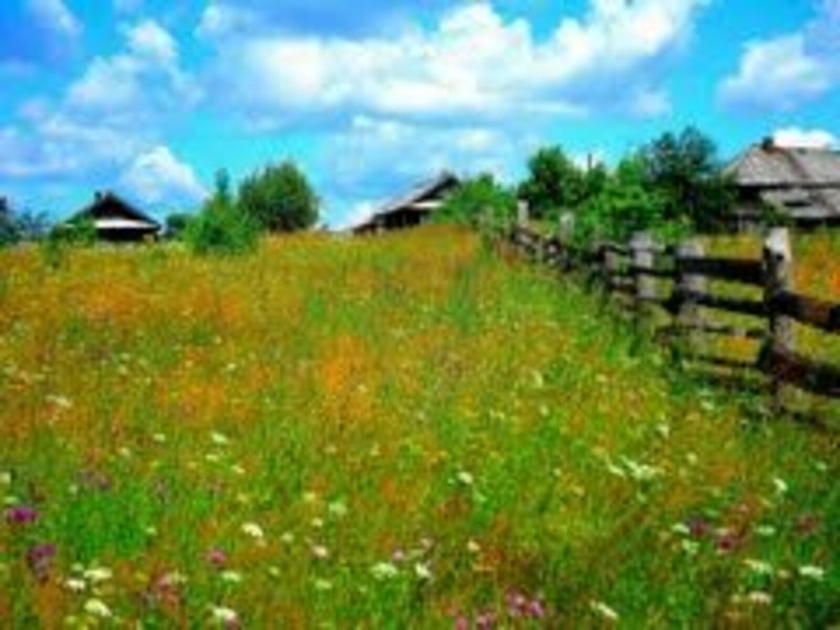 Природа в деревне летом