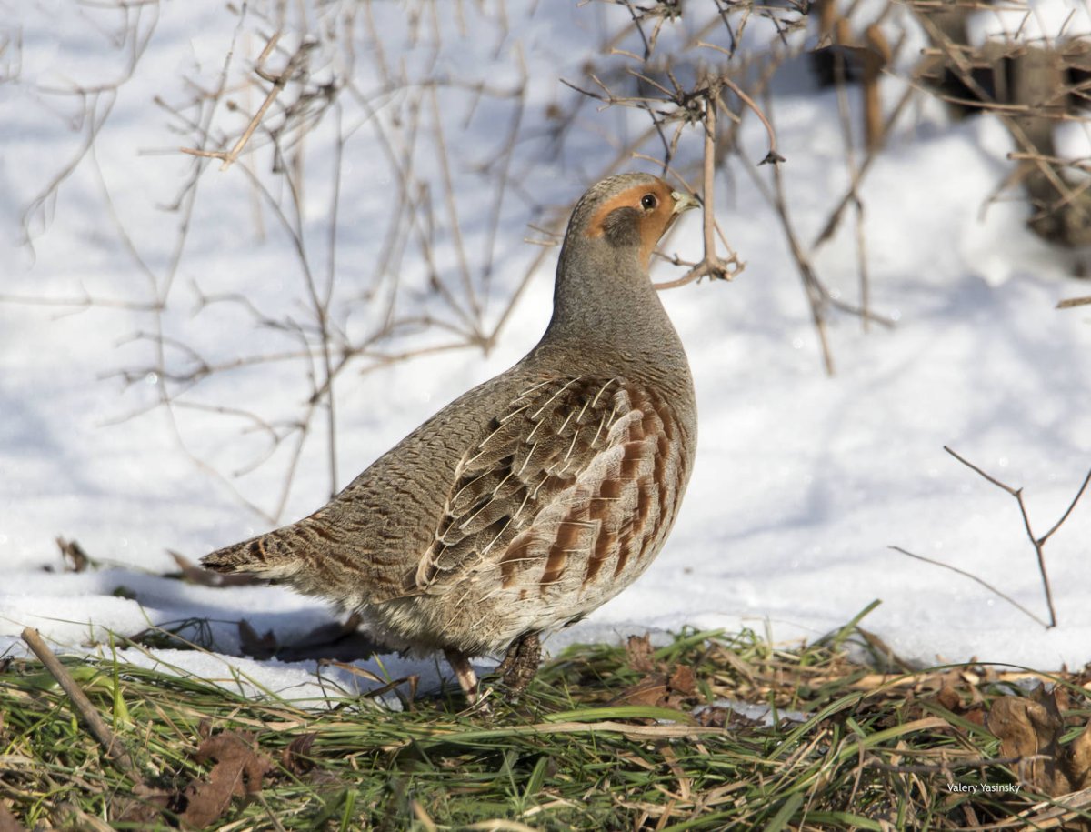 Серая куропатка (Perdix Perdix)