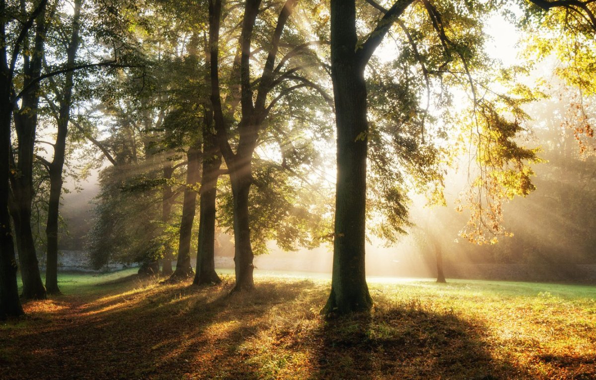 Обои природа