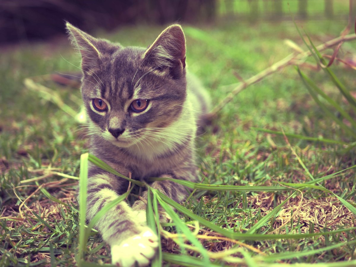 Котенок на природе маленький