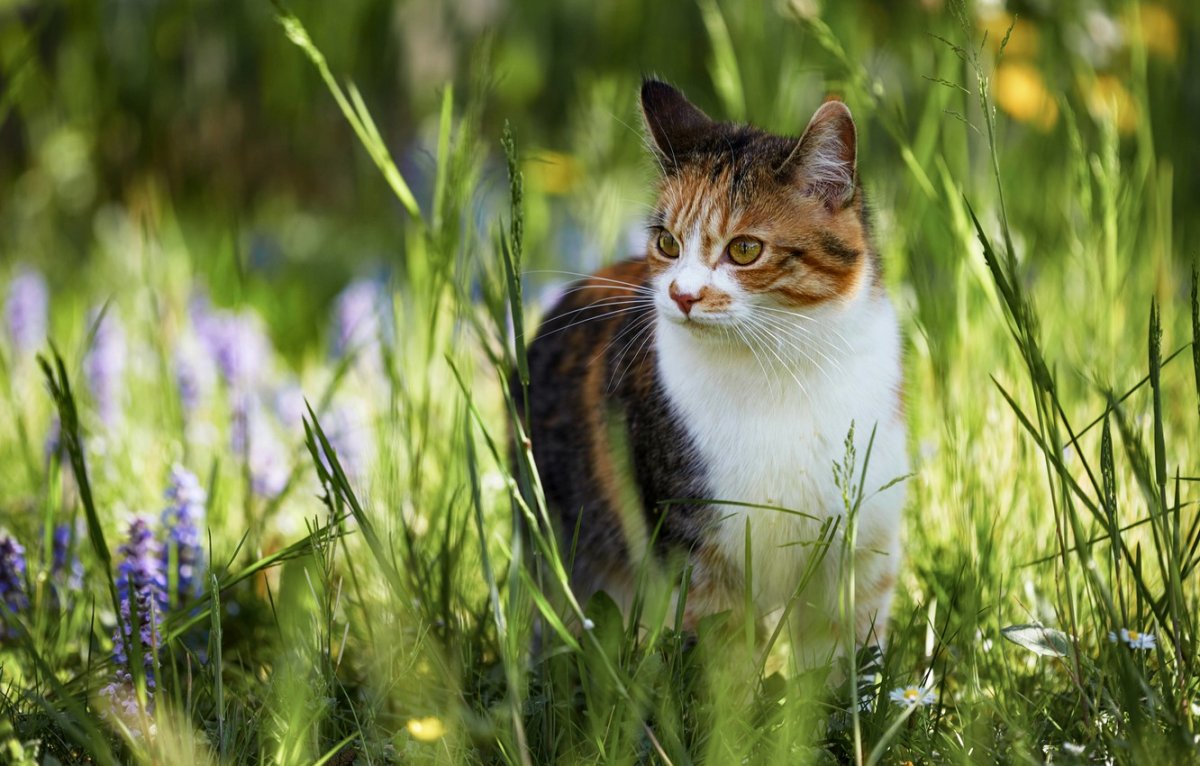 Кошка пятнистая в зелени