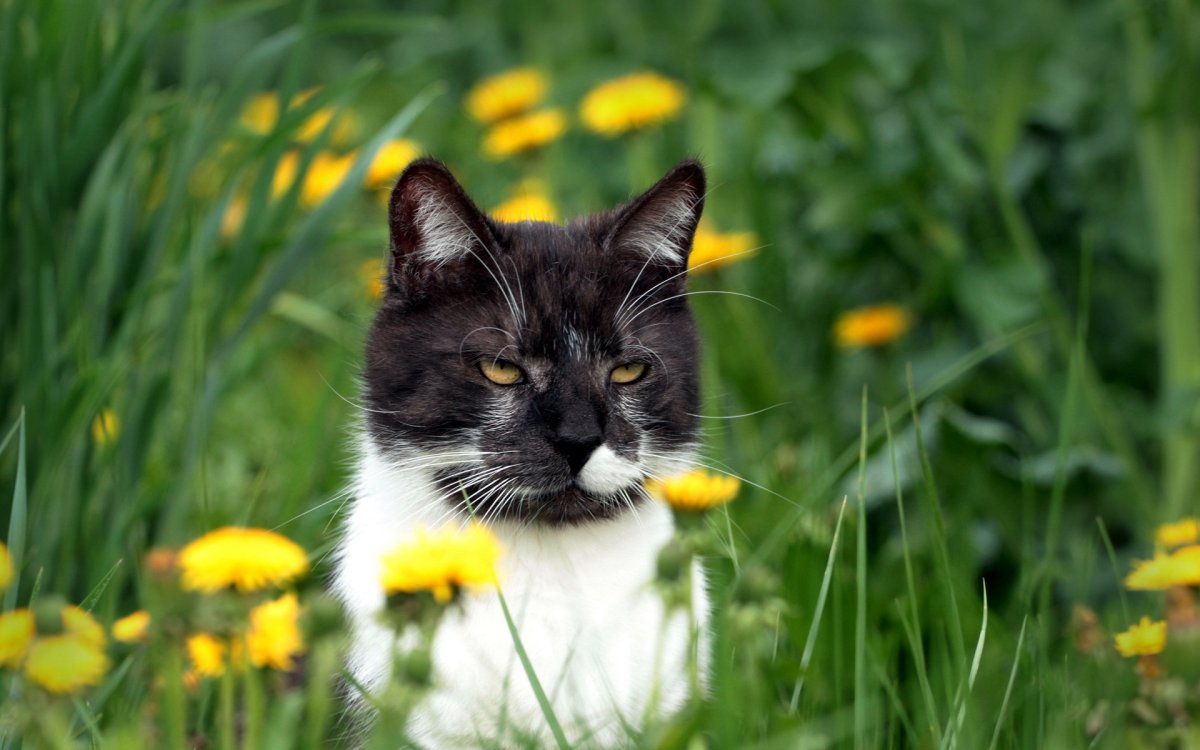 Коты и лето