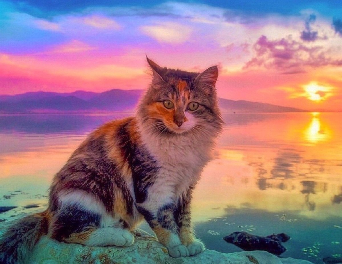 Кошка на рассвете