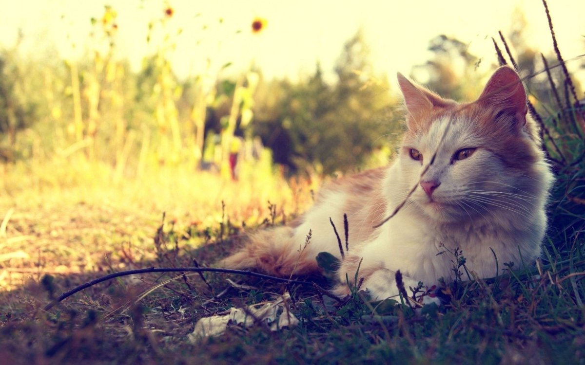 Котик на фоне природы