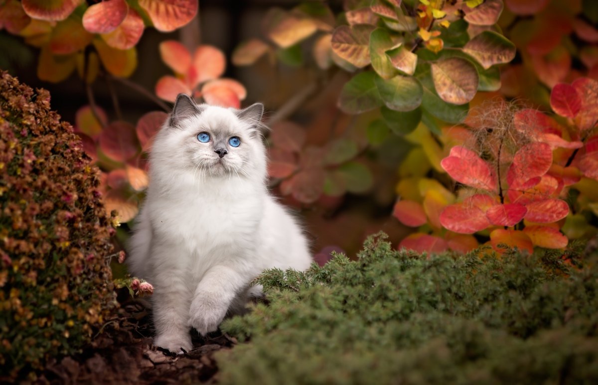 Котята осень