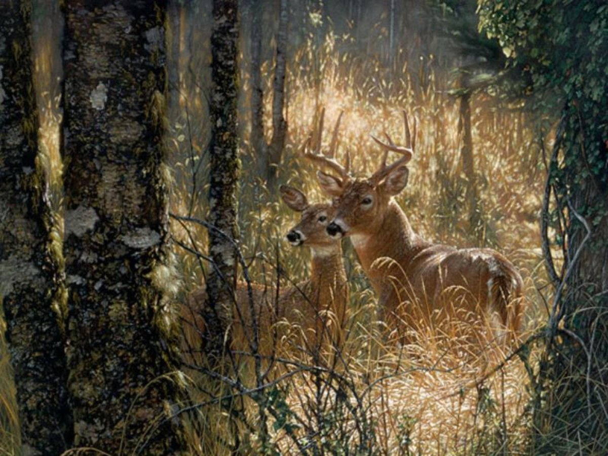 Художник Collin Bogle