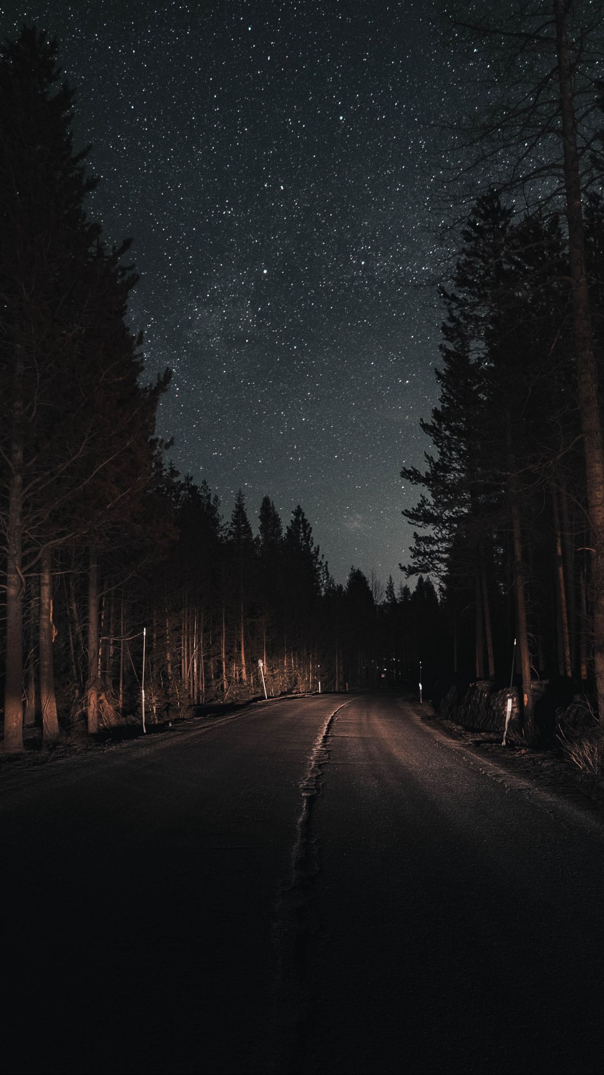 «Ночь в лесу»