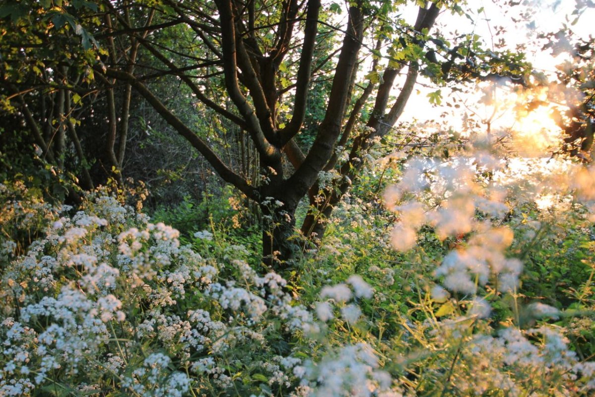 Cottagecore aesthetic