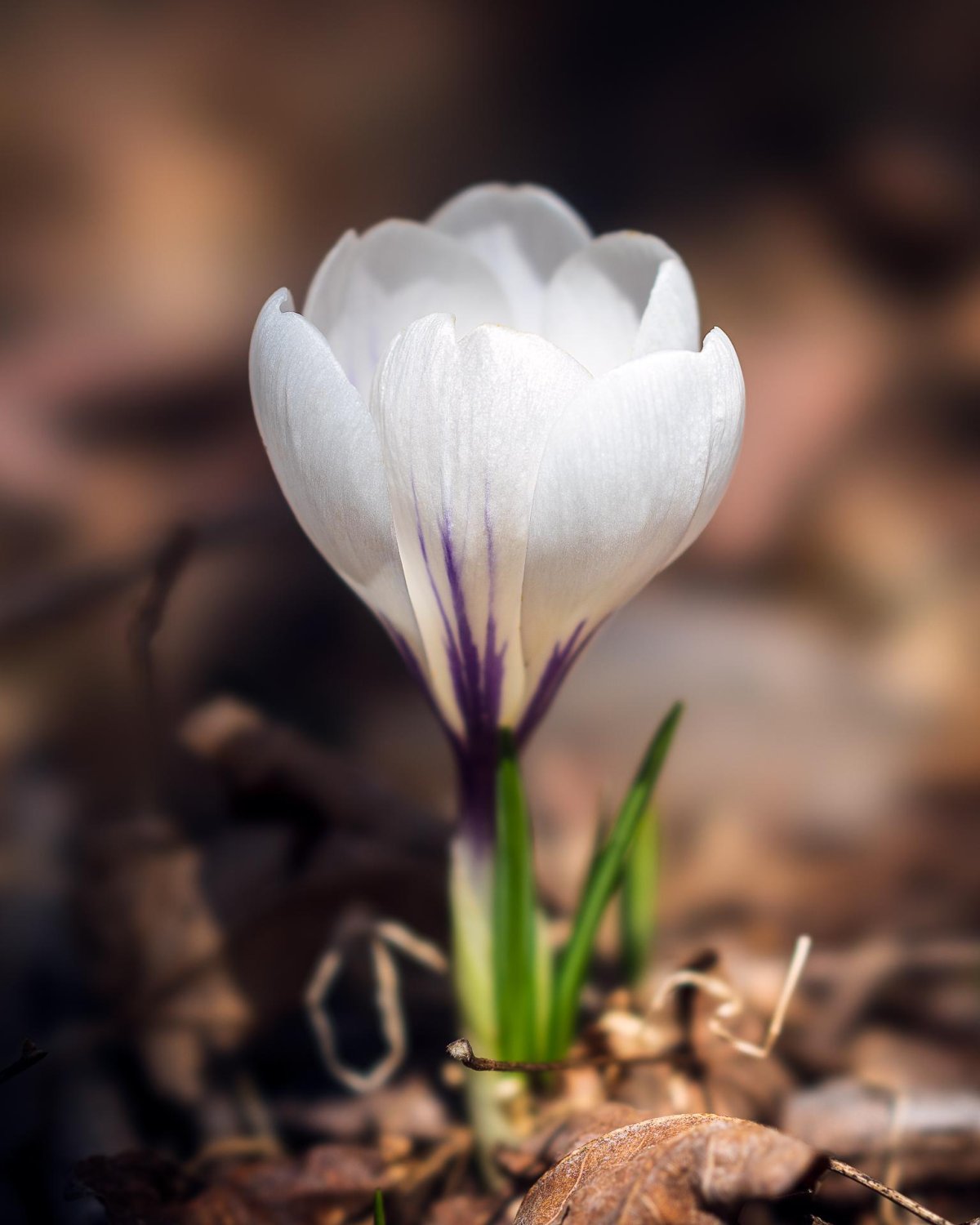 Картинки синие природа