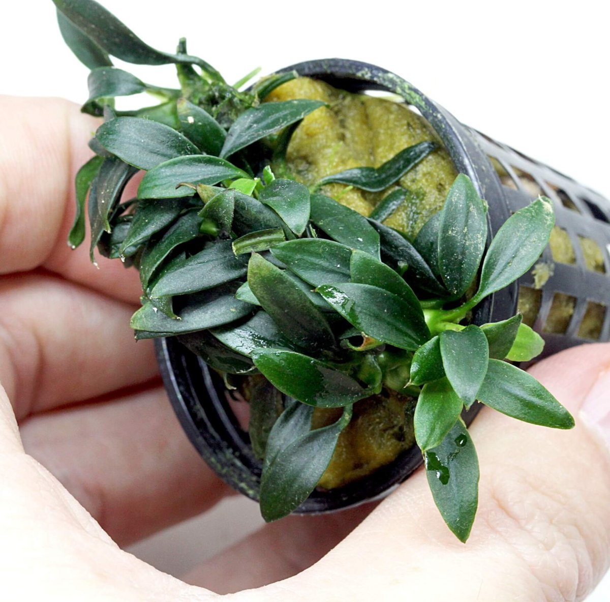 Anubias barteri var. Nana 'Pangolino'панголино