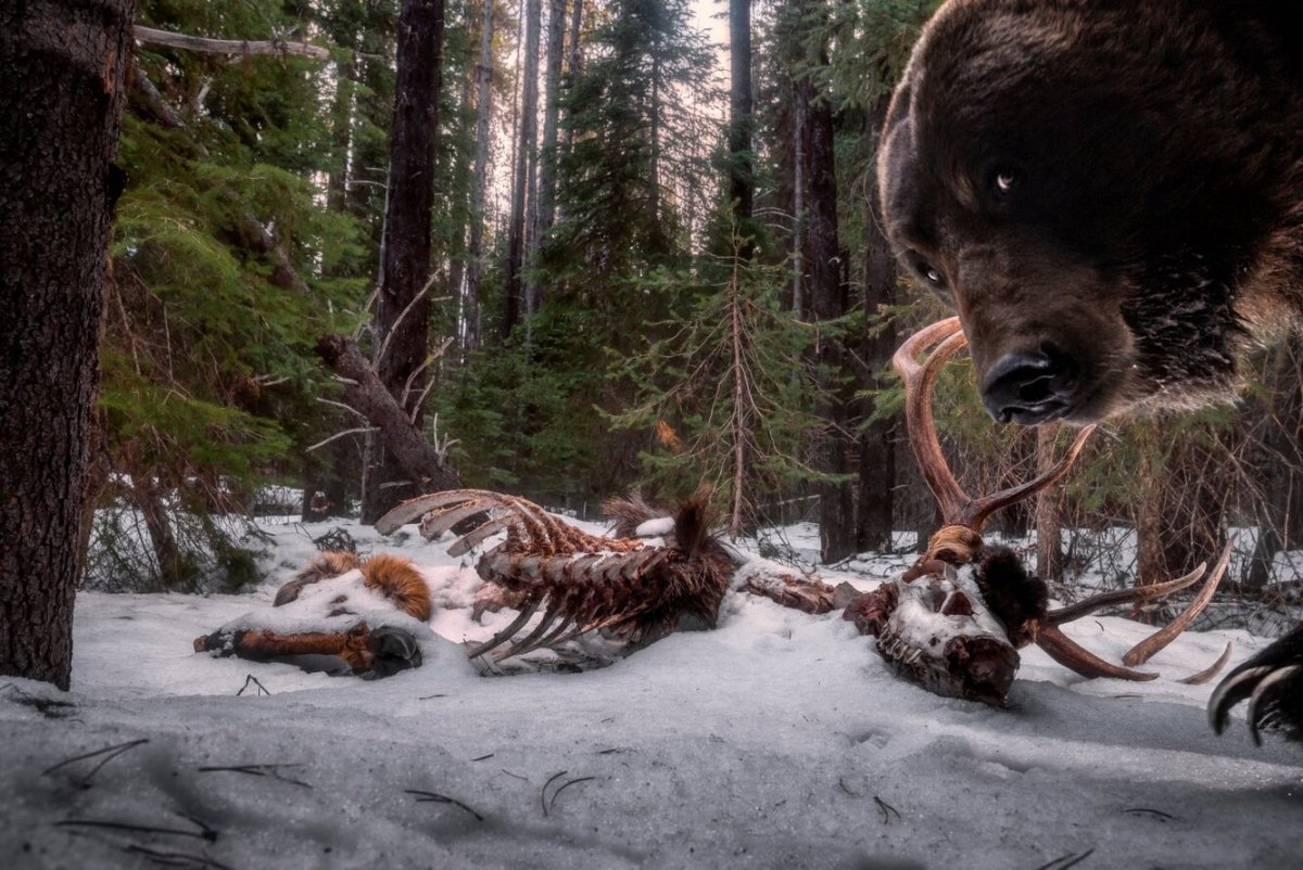 Конкурс Wildlife photographer of the year